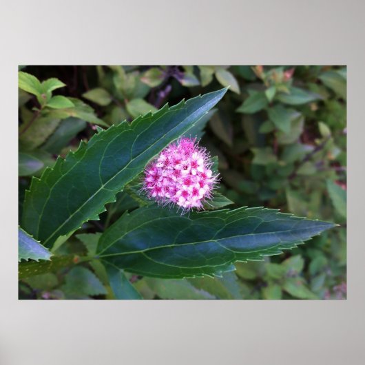 ピンクの夏の花 ポスター (正面)