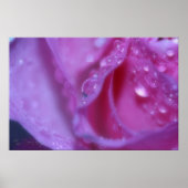 ピンクの夢 ポスター (正面)