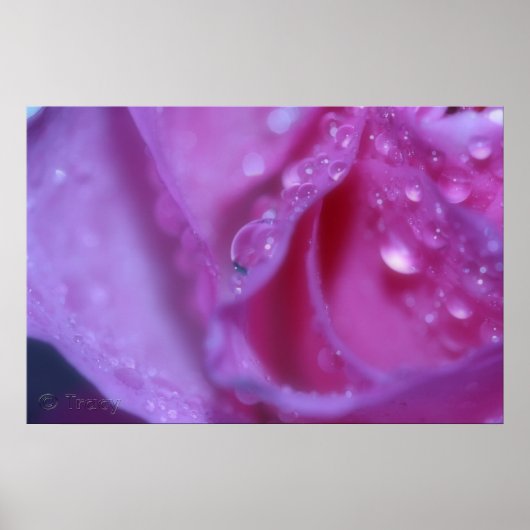 ピンクの夢 ポスター (正面)