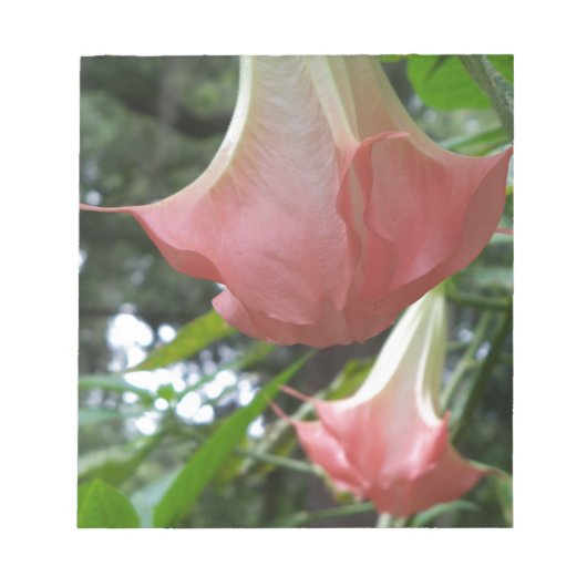 ピンクの天使のトランペット花 ノートパッド (正面)