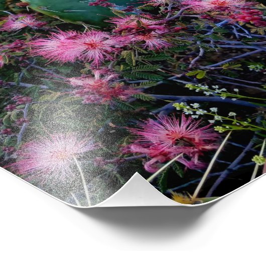 ピンクの妖精のダスターフラワー&とげのある梨サボテン フォトプリント            (角)