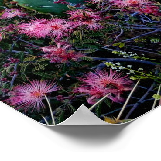 ピンクの妖精のダスターフラワー&とげのある梨サボテン ポスター (角)