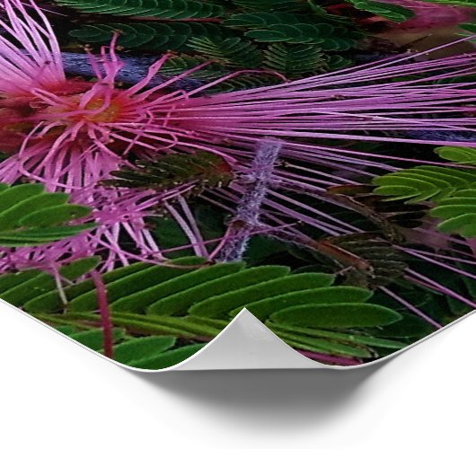 ピンクの妖精の夕花のクローズアップ写真 ポスター (角)