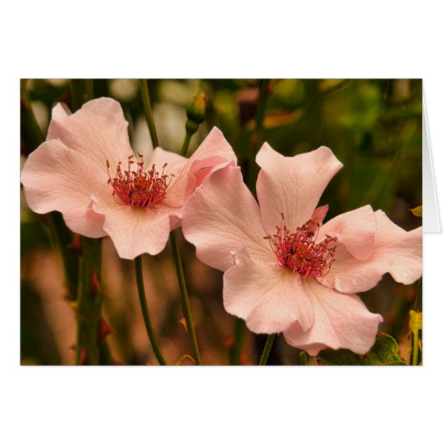 ピンクの家宝バラ空白のインサイドカード (正面横)