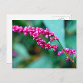 ピンクの小さな花のポストカード ポストカード (正面/裏面)