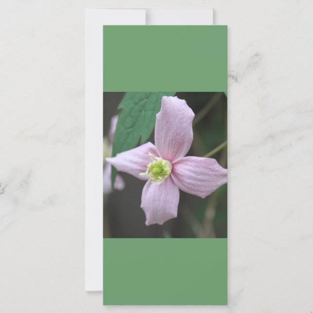 ピンクの庭の花、落ち着いて本を読む (正面)