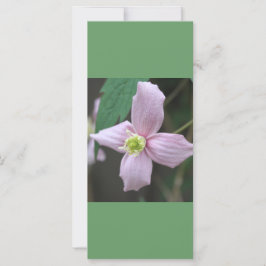 ピンクの庭の花、落ち着いて本を読む