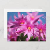 ピンクの復活祭サボテンの花 シーズンポストカード (正面/裏面)