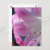 ピンクの抱擁マクロ花はがき ポストカード (正面/裏面)