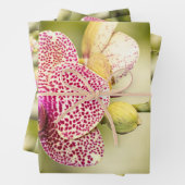 ピンクの斑点のあるラン ラッピングペーパーシート (インサイチュ)