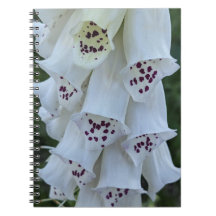 ピンクの斑点のある白いジギタリスの花