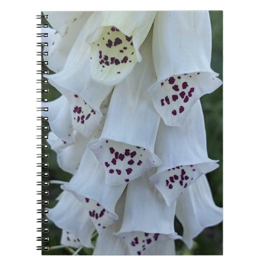 ピンクの斑点のある白いジギタリスの花 ノートブック (正面)