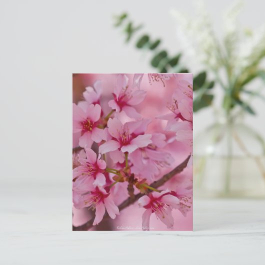 ピンクの日本のな桜で浸される ポストカード (スタンド正面)