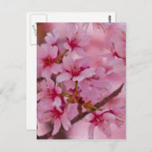 ピンクの日本のな桜で浸される ポストカード (正面/裏面)