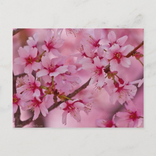 ピンクの日本の桜に包まれて ポストカード (正面)
