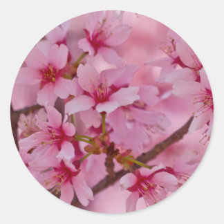 ピンクの日本の桜に包まれて ラウンドシール