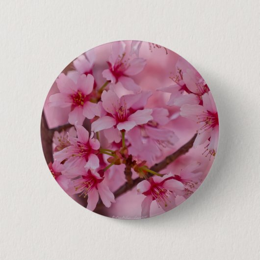 ピンクの日本の桜に包まれて 缶バッジ (正面)