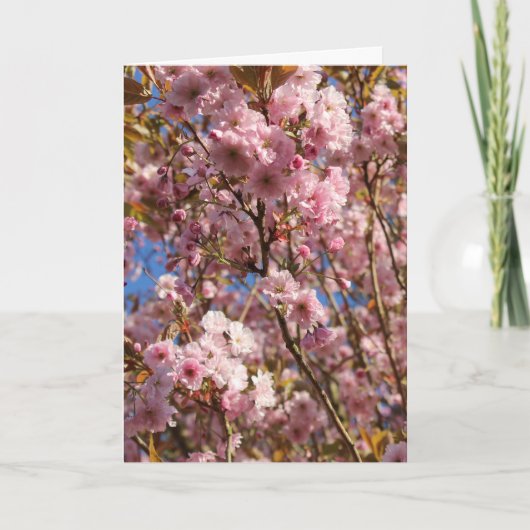 ピンクの春の桜 カード (正面)