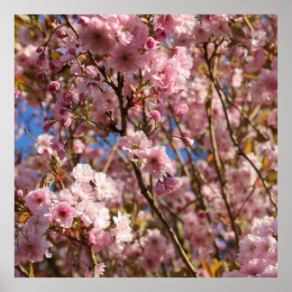 ピンクの春の桜 ポスター