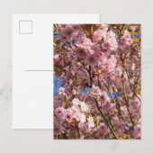 ピンクの春の桜 ポストカード (正面/裏面)