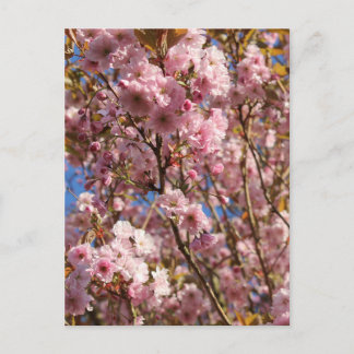ピンクの春の桜 ポストカード