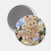 ピンクの春は磁石花の活気付きます マグネット (正面/裏面)