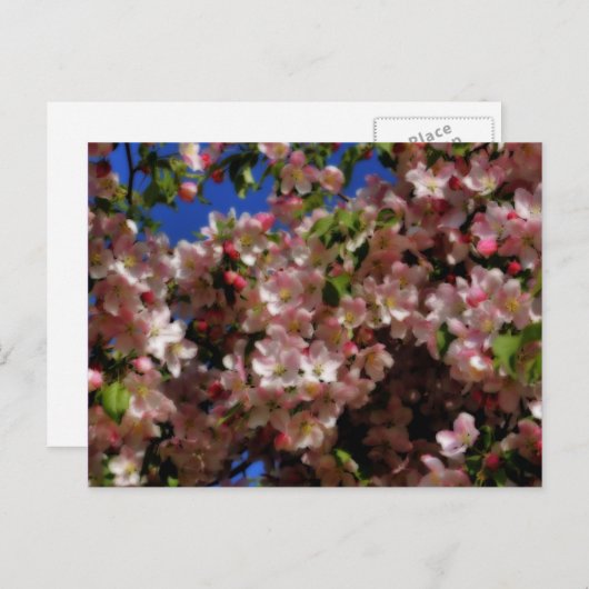ピンクの春は郵便はがき花の活気付きます ポストカード (正面/裏面)