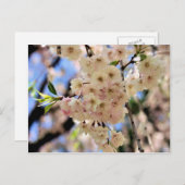 ピンクの春は郵便はがき花の活気付きます ポストカード (正面/裏面)