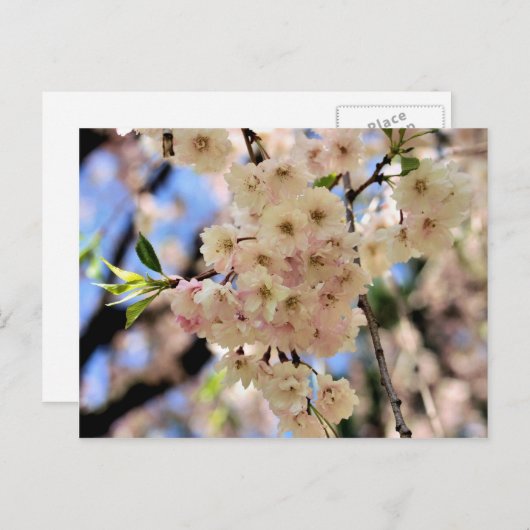 ピンクの春は郵便はがき花の活気付きます ポストカード (正面/裏面)