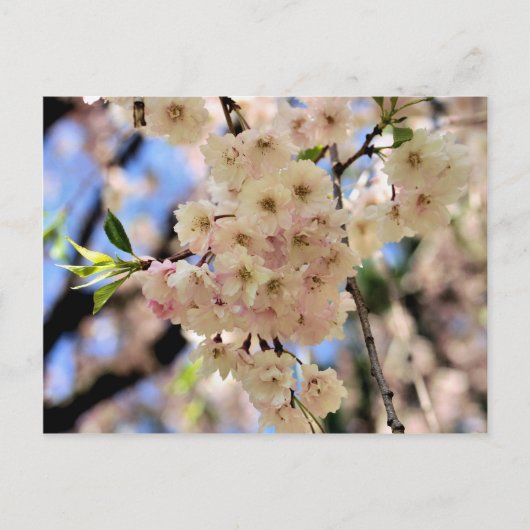ピンクの春は郵便はがき花の活気付きます ポストカード (正面)