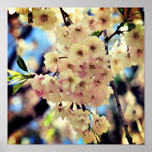 ピンクの春花の花3近く ポスター (正面)