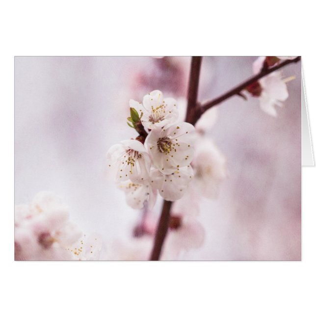 ピンクの春 (正面横)