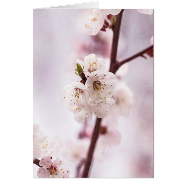 ピンクの春 (正面)