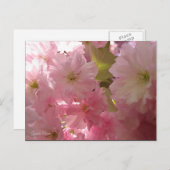 ピンクの春 ポストカード (正面/裏面)