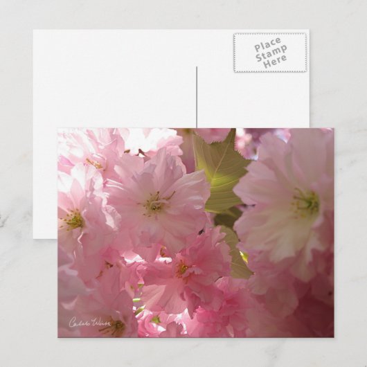 ピンクの春 ポストカード (正面/裏面)