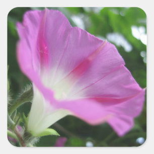 ピンクの朝顔の花 スクエアシール