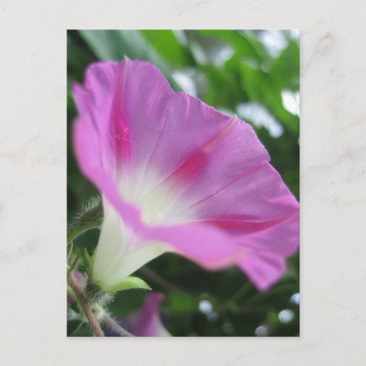 ピンクの朝顔の花 ポストカード (正面)