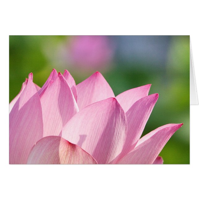 ピンクの朝 (正面横)