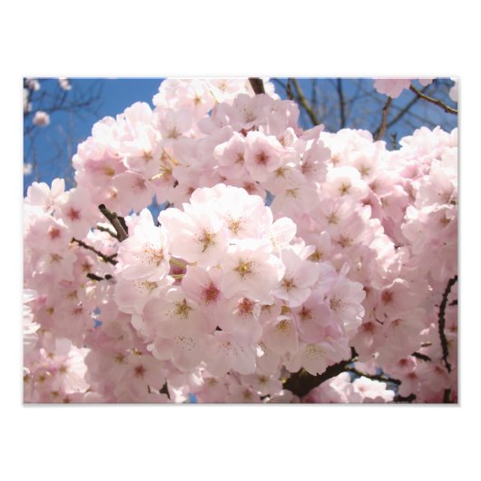 ピンクの木の花 自然 写真プリント フォトプリント (正面)