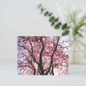 ピンクの桜が咲く垂れ柳のポストカード ポストカード (スタンド正面)