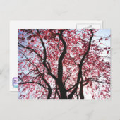 ピンクの桜が咲く垂れ柳のポストカード ポストカード (正面/裏面)