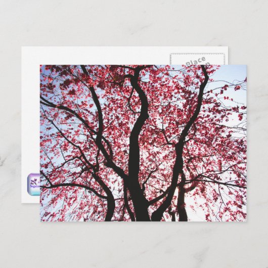 ピンクの桜が咲く垂れ柳のポストカード ポストカード (正面/裏面)
