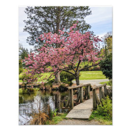 ピンクの桜と木造の歩道橋 フォトプリント