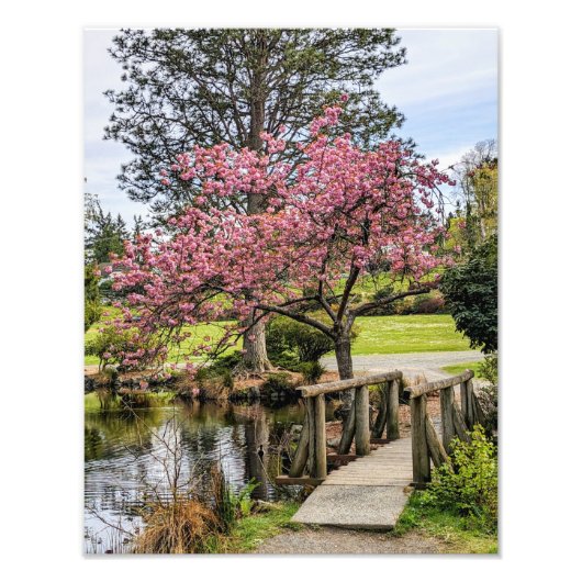 ピンクの桜と木造の歩道橋 フォトプリント (正面)