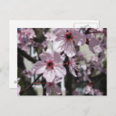 ピンクの桜の花盛りの木の郵便はがき ポストカード (正面/裏面)