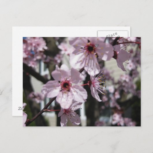 ピンクの桜の花盛りの木の郵便はがき ポストカード (正面/裏面)