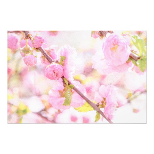 ピンクの桜の花 - 日本のソメイヨシノ フォトプリント            (正面)