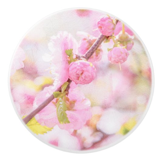 ピンクの桜の花 - 日本の桜 セラミックノブ (正面)