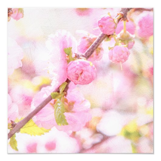 ピンクの桜の花 - 日本の桜 フォトプリント            (正面)