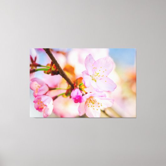 ピンクの桜の花。春の生命の勝利 キャンバスプリント (正面)